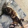 Pretty joined the competition — help win amazing prizes! cat, tabby, stretching, paw, rug, patterned_rug, carpet, foot, sandal, black_sandal, indoor, home, pet, feline, relaxation, animal, striped, brown, white_paws, wood_floor