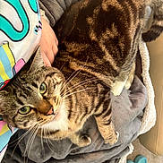 Pretty is registered to the contest to win money with this photo: cat, tabby_cat, pet, animal, feline, striped, whiskers, green_eyes, blanket, hand, person, indoor, cozy, soft_fabric, slippers, couch, comfort, relaxation, domestic, fur