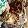 cat, tabby_cat, pet, animal, feline, striped, whiskers, green_eyes, blanket, hand, person, indoor, cozy, soft_fabric, slippers, couch, comfort, relaxation, domestic, fur