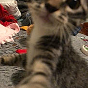 Manitas is registered to the contest to win money with this photo: animal, bed, blanket, blurry, cat, close_up, cluttered, curiosity, curious, feline, fur, household_items, indoor, kitten, paw, pet, playful, tabby, tabby_stripes, young