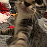 animal, bed, blanket, blurry, cat, close_up, cluttered, curiosity, curious, feline, fur, household_items, indoor, kitten, paw, pet, playful, tabby, tabby_stripes, young