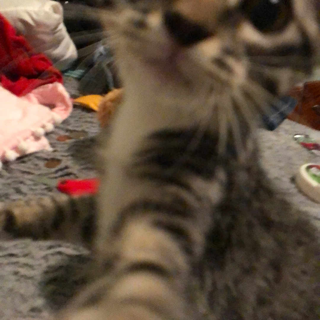 Manitas is registered to the contest to win money with this photo: animal, bed, blanket, blurry, cat, close_up, cluttered, curiosity, curious, feline, fur, household_items, indoor, kitten, paw, pet, playful, tabby, tabby_stripes, young