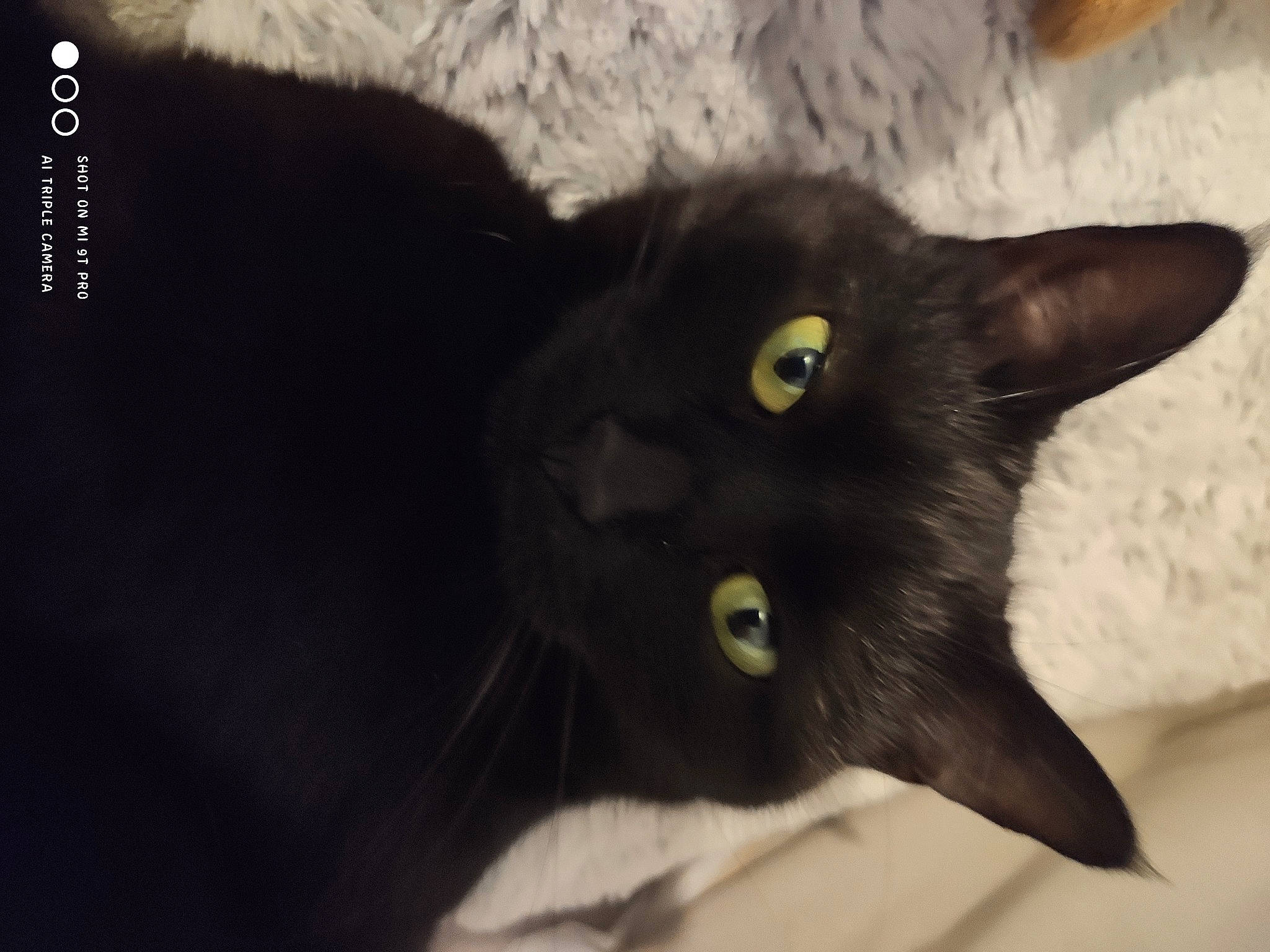 Lilly participe au concours pour gagner de l'argent avec cette photo : black_cat, bombay, carnivore, cat, domestic_short_haired_cat, felidae, fur, small_to_medium_sized_cats, snout, terrestrial_animal, whiskers