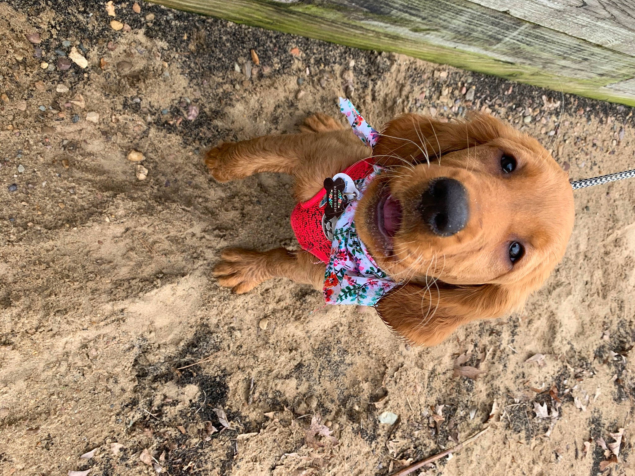 Prim is registered to the contest to win money with this photo: adventure, canidae, carnivore, dog, dog_breed, fawn, golden_retriever, retriever, sporting_group