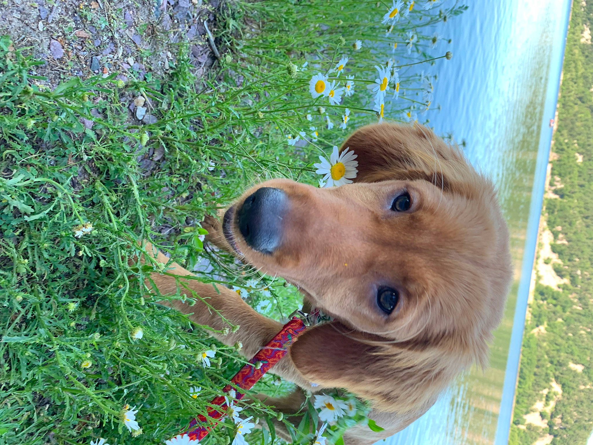 Prim joined the competition — help win amazing prizes! canidae, carnivore, companion_dog, dog, dog_breed, fawn, golden_retriever, grass, hovawart, mammal, nova_scotia_duck_tolling_retriever, puppy, retriever, sporting_group