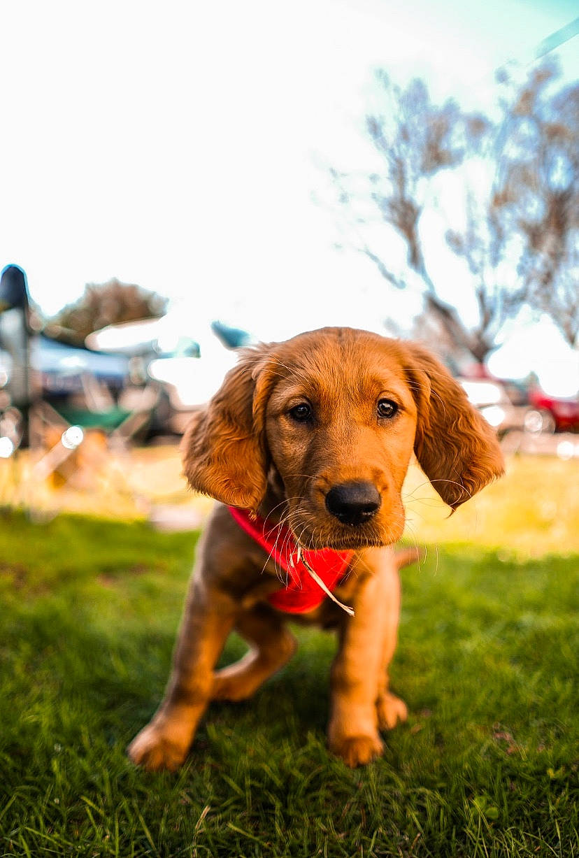 Prim is registered to the contest to win money with this photo: canidae, carnivore, companion_dog, dog, dog_breed, golden_retriever, grass, hound, hunting_dog, mammal, puppy, rare_breed_dog, snout, sporting_group, vertebrate