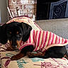Dolly joined the competition — help win amazing prizes! dog, puppy, dachshund, pet, animal, cute, indoors, blanket, sweater, striped_clothing, couch, furniture, resting, small_dog, black_and_tan, canine, cozy, looking_up, home, living_room