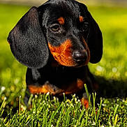 Dolly joined the competition — help win amazing prizes! dog, dachshund, puppy, grass, outdoor, pet, animal, close_up, black_and_tan, fur, ears, snout, sunlight, nature, cute, portrait, young, mammal, canine, lying_down