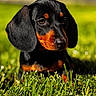 dog, dachshund, puppy, grass, outdoor, pet, animal, close_up, black_and_tan, fur, ears, snout, sunlight, nature, cute, portrait, young, mammal, canine, lying_down