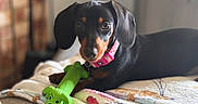 Dolly is registered to the contest to win money with this photo: dog, puppy, dachshund, toy, green_toy, blanket, indoor, pet, animal, cute, black_dog, tan_markings, collar, pink_collar, lying_down, cozy, soft_light, blurred_background, playful, resting