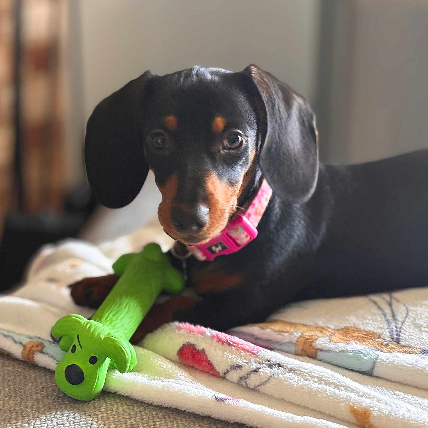 Dolly is registered to the contest to win money with this photo: dog, puppy, dachshund, toy, green_toy, blanket, indoor, pet, animal, cute, black_dog, tan_markings, collar, pink_collar, lying_down, cozy, soft_light, blurred_background, playful, resting