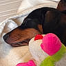 Dolly joined the competition — help win amazing prizes! dog, dachshund, sleeping, blanket, plush_toy, soft_texture, close_up, resting, pet, indoors, cozy, brown, black, fur, toy, pink, green, white, cute, peaceful