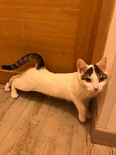 Tess participe au concours pour gagner de l'argent avec cette photo : carnivore, cat, comfort, domestic_short_haired_cat, fawn, felidae, flooring, fur, hardwood, mammal, paw, small_to_medium_sized_cats, snout, tail, terrestrial_animal, vertebrate, whiskers, wood, wood_flooring