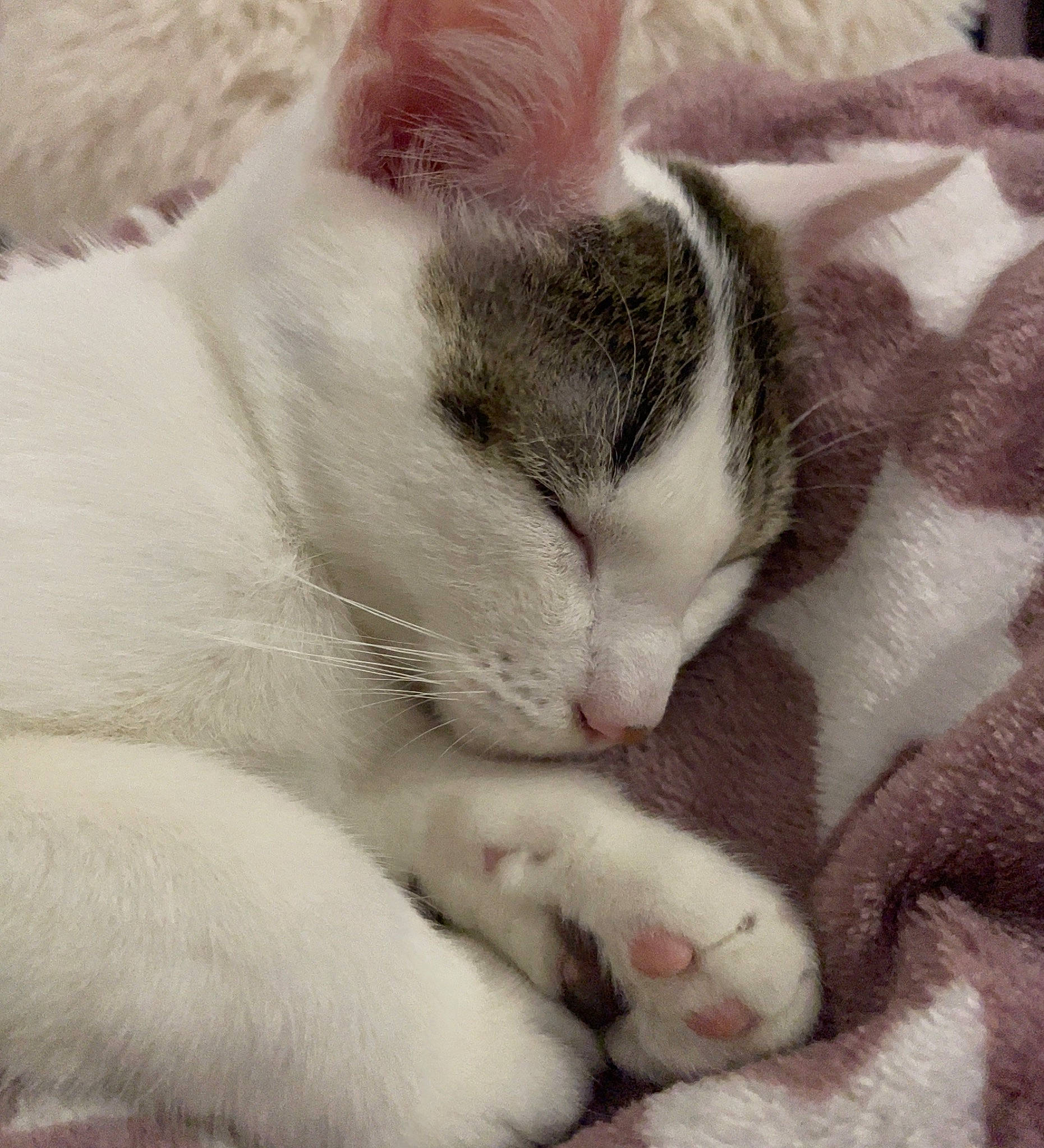 Tess a rejoint le concours — aidez-le/la à gagner de superbes lots ! carnivore, cat, claw, comfort, domestic_short_haired_cat, felidae, fur, nap, nose, paw, sleep, small_to_medium_sized_cats, snout, tail, whiskers