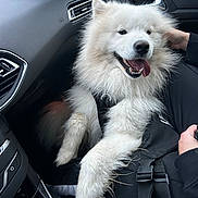 Uby a rejoint le concours — aidez-le/la à gagner de superbes lots ! dog, samoyed, white_fur, fluffy, car_interior, passenger_seat, happy, tongue_out, pet, animal, fur, seatbelt, human_hand, window, dashboard, vent, black_clothing, road_trip, relaxed, canine