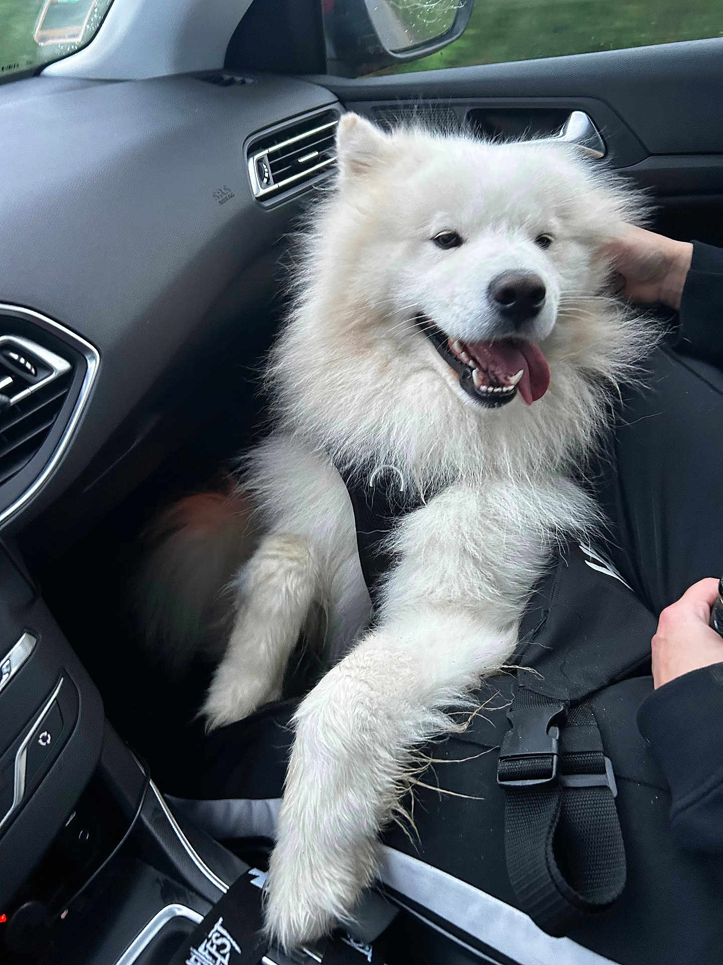 Uby a rejoint le concours — aidez-le/la à gagner de superbes lots ! dog, samoyed, white_fur, fluffy, car_interior, passenger_seat, happy, tongue_out, pet, animal, fur, seatbelt, human_hand, window, dashboard, vent, black_clothing, road_trip, relaxed, canine