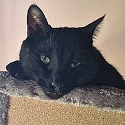 Bob joined the competition — help win amazing prizes! black_cat, cat, pet, animal, feline, indoors, window, perch, relaxed, resting, fur, green_eyes, cozy, soft_texture, domestic_animal, sleepy, close_up, face, whiskers, ears