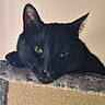 black_cat, cat, pet, animal, feline, indoors, window, perch, relaxed, resting, fur, green_eyes, cozy, soft_texture, domestic_animal, sleepy, close_up, face, whiskers, ears