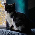 Lisa C.