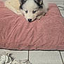 puppy, dog, blue_eyes, fluffy, pink_cushion, rope_toy, indoor, floor, cute, pet, animal, small, white_and_black, resting, young, adorable, fur, ears, snout, laying_down