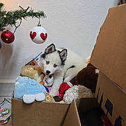 Aïka participe au concours pour gagner de l'argent avec cette photo : puppy, dog, cardboard_box, stuffed_toys, blue_eyes, christmas_tree, christmas_ornaments, heart_ornament, indoor, festive, holiday_decor, cute, pet, cozy, white_fur, black_fur, floor, wall, decor, animal