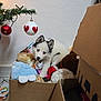 puppy, dog, cardboard_box, stuffed_toys, blue_eyes, christmas_tree, christmas_ornaments, heart_ornament, indoor, festive, holiday_decor, cute, pet, cozy, white_fur, black_fur, floor, wall, decor, animal
