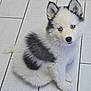 Aïka participe au concours pour gagner de l'argent avec cette photo : puppy, dog, blue_eyes, fluffy, white_fur, black_fur, sitting, floor, tile_floor, pet, cute, young, animal, indoor, portrait, small, fur, ears, nose, looking_up