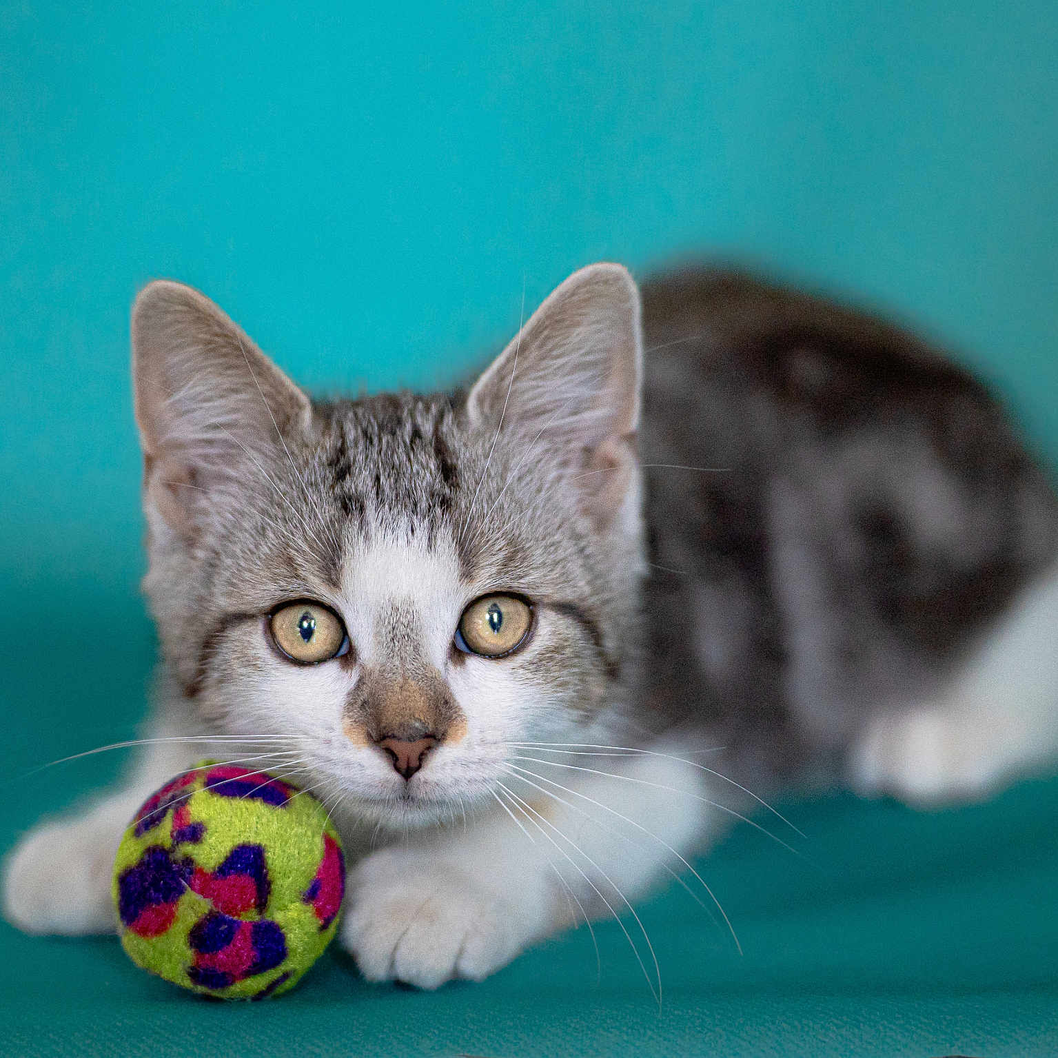 Stitch a rejoint le concours — aidez-le/la à gagner de superbes lots ! abyssinian, alloywheel, animal, ball, car, carwheel, cat, football, hardwood, kitten, machine, manx, pet, siamese, soccer, soccerball, sphere, spoke, sport, wood
