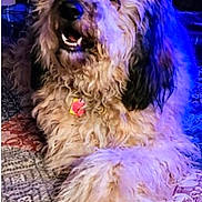 Amber joined the competition — help win amazing prizes! animal, blue_light, carpet, comfortable, companion, cozy, curly_fur, cute, dog, domestic_animal, fluffy, fur, happy, indoor, mammal, patterned_rug, pet, relaxed, resting, smiling