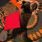 Drax joined the competition — help win amazing prizes! cat, tabby, fluffy, lying_down, blanket, pillow, red_pillow, patterned_blanket, indoor, pet, curious, relaxed, fur, tail, whiskers, animal, cozy, resting, cute, home