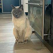 Hélix participe au concours pour gagner de l'argent avec cette photo : cat, siamese_cat, pet, indoor, floor, wooden_floor, reflection, cabinet, furniture, animal, sitting, curious, feline, home, domestic_cat, ears, whiskers, paws, quiet, light