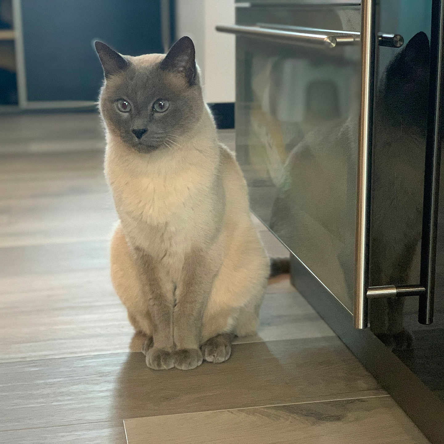 Hélix participe au concours pour gagner de l'argent avec cette photo : animal, cabinet, cat, curious, domestic_cat, ears, feline, floor, furniture, home, indoor, light, paws, pet, quiet, reflection, siamese_cat, sitting, whiskers, wooden_floor