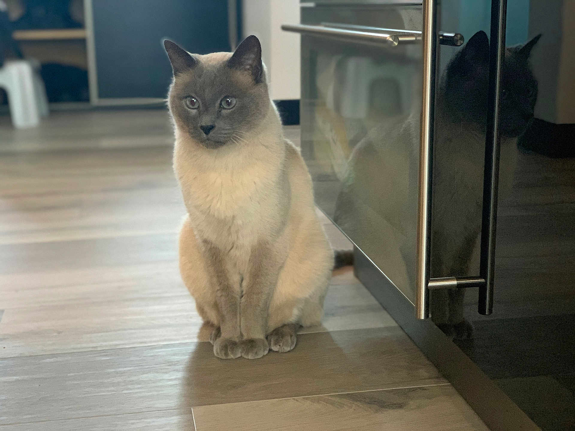 Hélix participe au concours pour gagner de l'argent avec cette photo : cat, siamese_cat, pet, indoor, floor, wooden_floor, reflection, cabinet, furniture, animal, sitting, curious, feline, home, domestic_cat, ears, whiskers, paws, quiet, light
