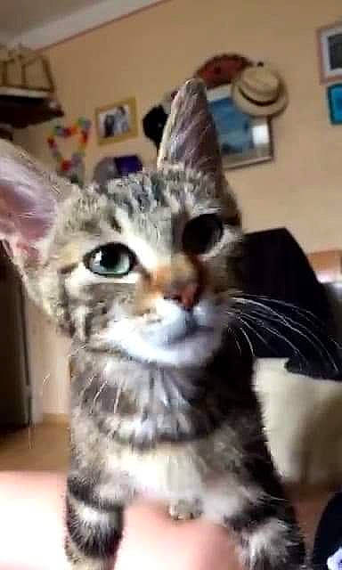 Oups a rejoint le concours — aidez-le/la à gagner de superbes lots ! american_shorthair, american_wirehair, asian, australian_mist, carnivore, cat, domestic_short_haired_cat, dragon_li, ear, egyptian_mau, european_shorthair, felidae, kitten, mammal, photo_caption, small_to_medium_sized_cats, snout, tabby_cat, vertebrate, whiskers