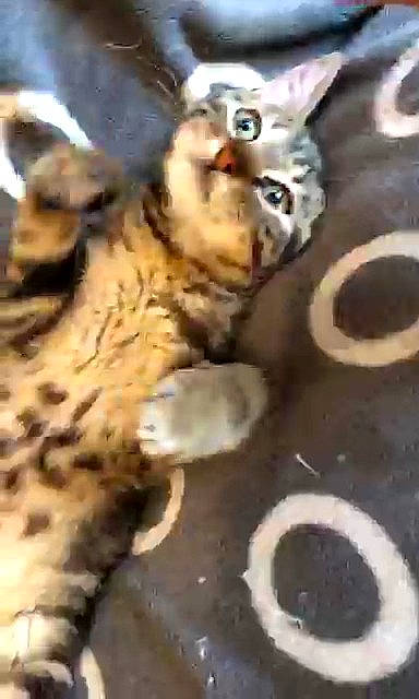 Oups a rejoint le concours — aidez-le/la à gagner de superbes lots ! aegean_cat, american_shorthair, asian, bengal, california_spangled, carnivore, cat, domestic_short_haired_cat, dragon_li, egyptian_mau, european_shorthair, felidae, kitten, mammal, savannah, small_to_medium_sized_cats, snout, tabby_cat, vertebrate, whiskers