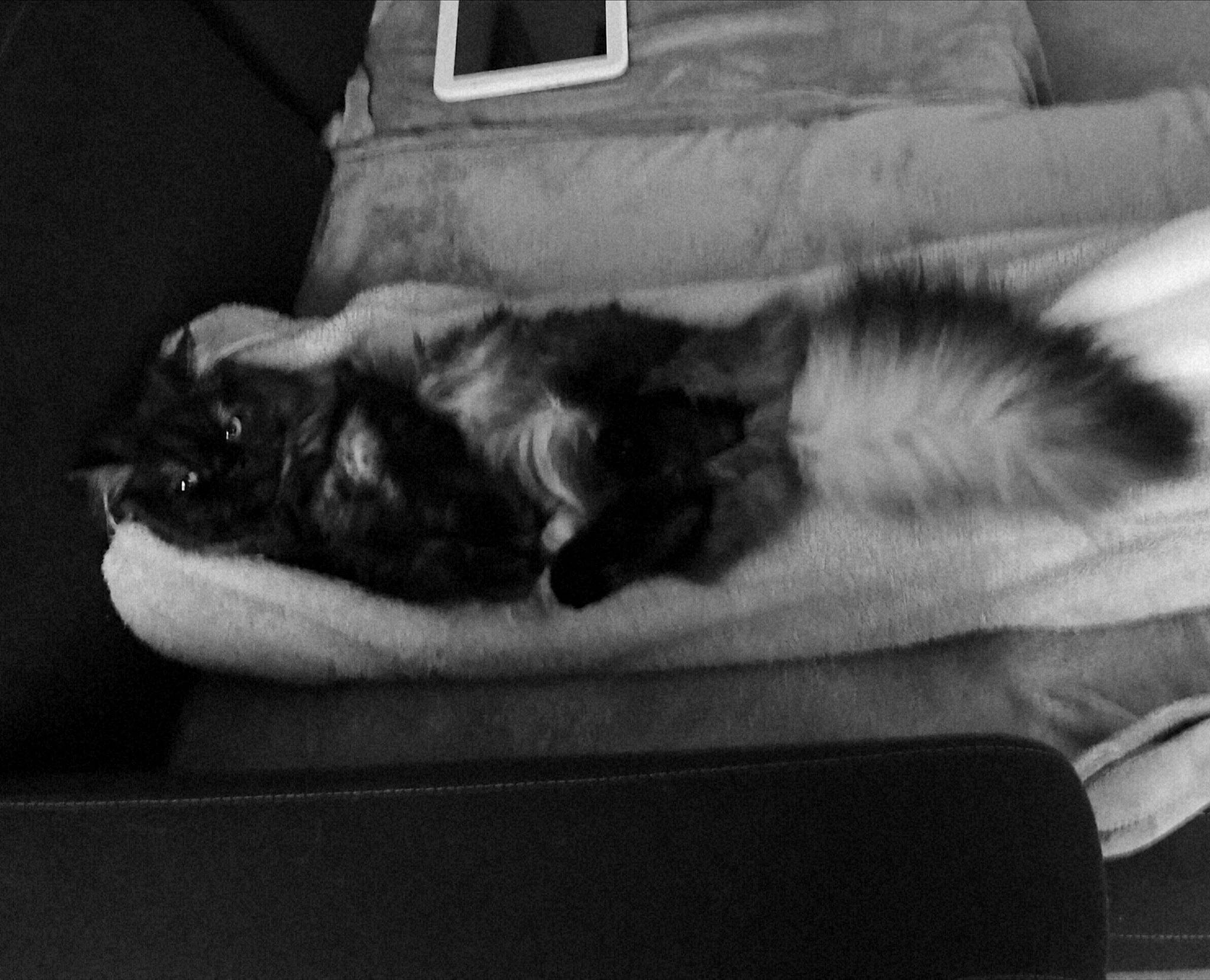 Nissa a rejoint le concours — aidez-le/la à gagner de superbes lots ! black, black_and_white, carnivore, cat, felidae, fur, furniture, kitten, monochrome, monochrome_photography, nap, norwegian_forest_cat, paw, sleep, small_to_medium_sized_cats, style, tail, whiskers