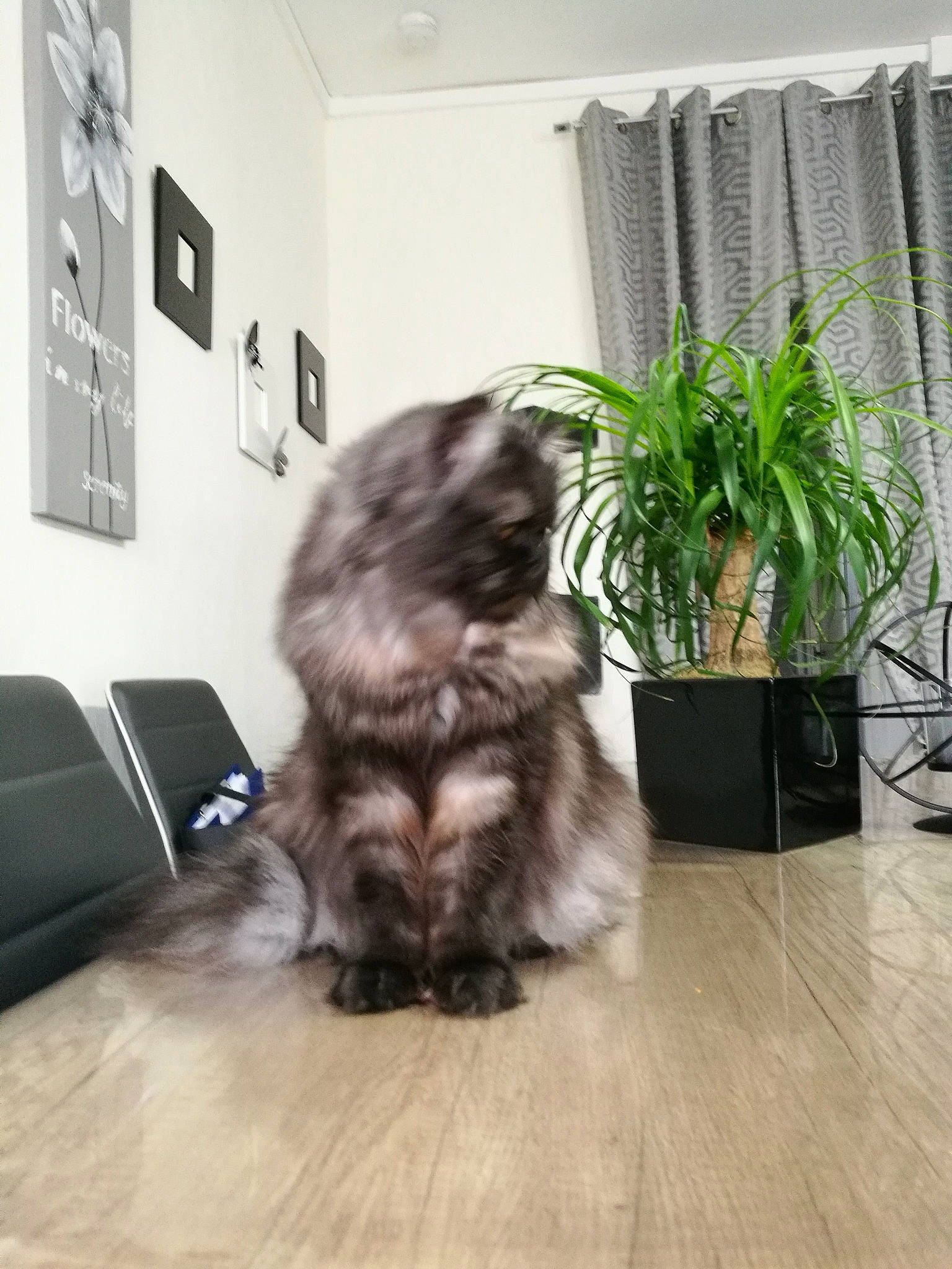 Nissa participe au concours pour gagner de l'argent avec cette photo : canidae, carnivore, cat, companion_dog, dog, dog_breed, fawn, felidae, floor, flooring, fur, liver, mammal, persian, shih_tzu, small_to_medium_sized_cats
