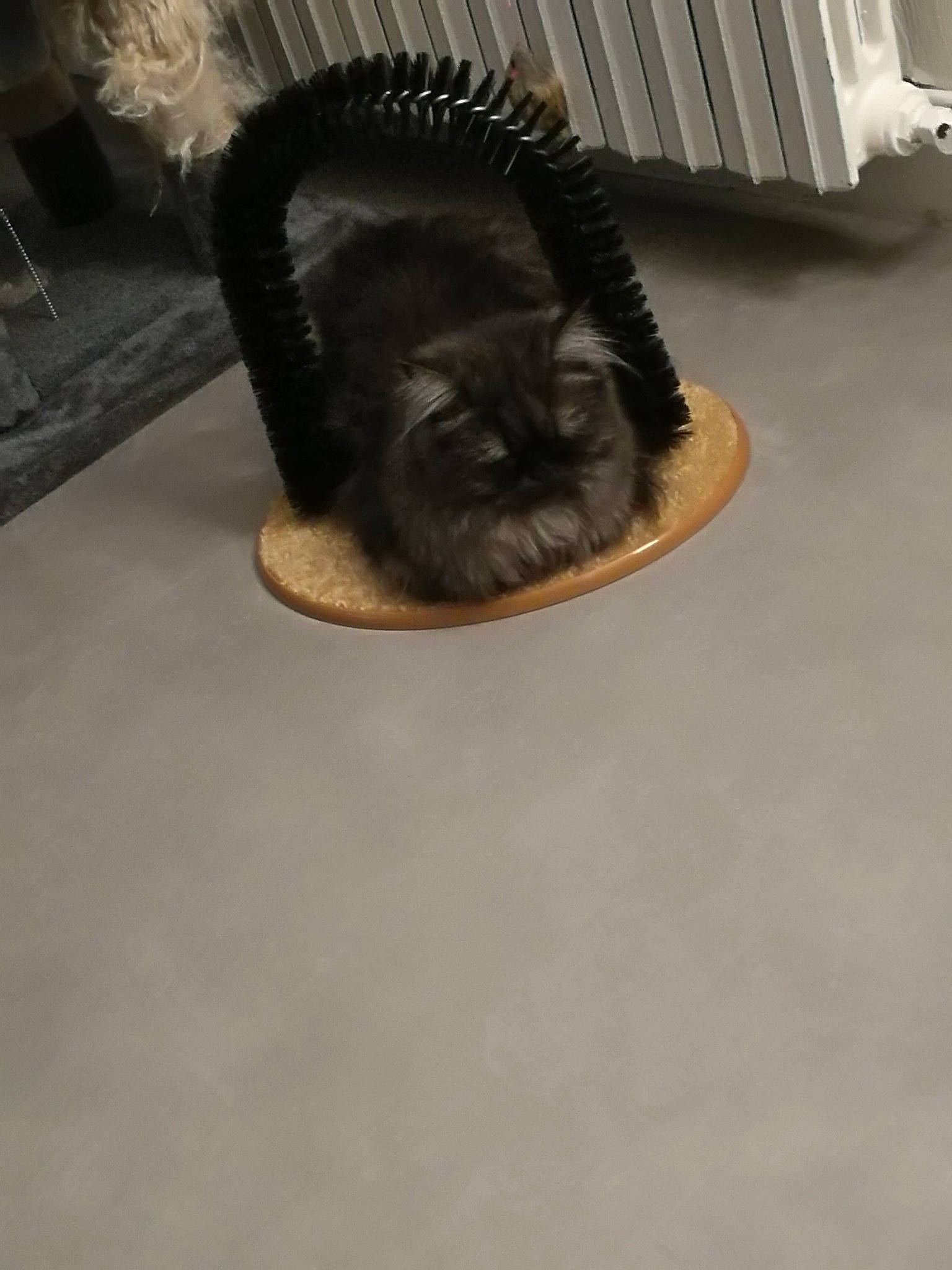 Nissa participe au concours pour gagner de l'argent avec cette photo : floor, flooring