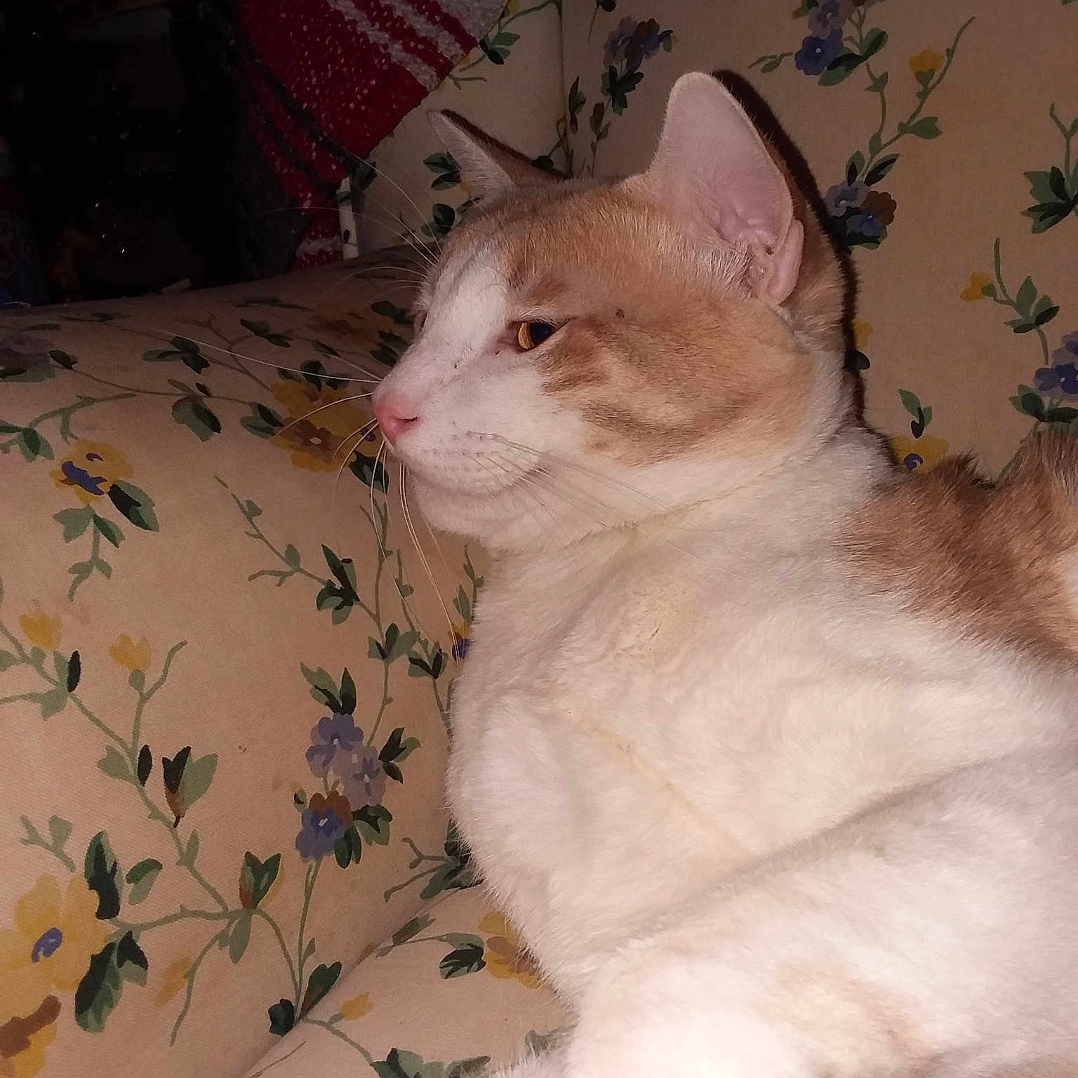 Koen is registered to the contest to win money with this photo: aegean_cat, carnivoran, cat, cat_like_mammal, colorpoint_shorthair, domestic_short_haired_cat, ear, eye, fur, kitten, nose, paw, ragdoll, skin, small_to_medium_sized_cats, snout, whiskers