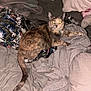 Beetle is registered to the contest to win money with this photo: animal, bed, blanket, cat, clothing, collar, domestic, eyes, fabric, feline, flash, fur, indoor, looking, messy, pet, pillow, resting, soft, tail