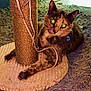 Beetle joined the competition — help win amazing prizes! animal, carpet, cat, collar, cozy, curious, ears, feline, fur, home, indoor, light, paw, pet, playing, relaxed, scratching_post, shaggy_rug, toy, whiskers