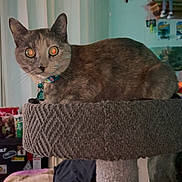 Beetle joined the competition — help win amazing prizes! animal, cat, cat_tree, collar, cozy, curtains, cute, decorations, feline, flash_eyes, furniture, home, indoor, laptop, pet, plush, resting, shelf, stickers, toy