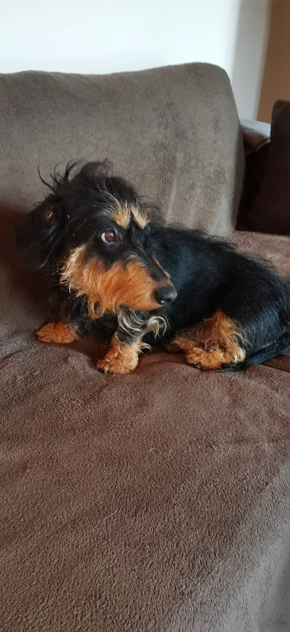 Joys participe au concours pour gagner de l'argent avec cette photo : canidae, carnivore, comfort, companion_dog, couch, dog, dog_breed, flooring, fur, liver, paw, small_terrier, snout, sporting_group, terrier, toy_dog, water_dog, working_animal, working_dog, yorkipoo