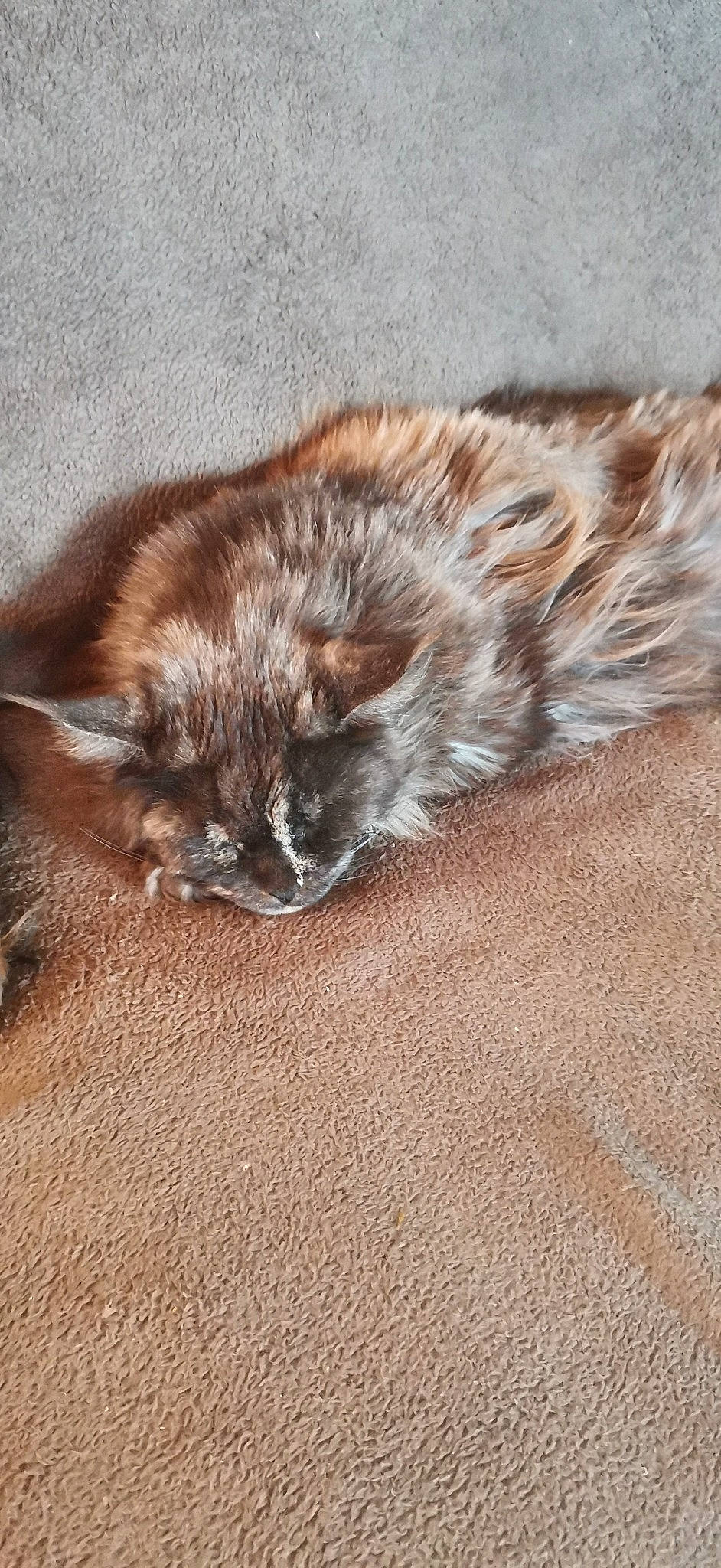 'Nobless a rejoint le concours — aidez-le/la à gagner de superbes lots ! british_longhair, brown, carnivore, cat, claw, close_up, comfort, domestic_short_haired_cat, fawn, felidae, flooring, fur, hardwood, paw, small_to_medium_sized_cats, snout, tail, terrestrial_animal, whiskers, wood