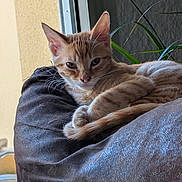 Api participe au concours pour gagner de l'argent avec cette photo : animal, cat, cozy, cushion, ears, feline, fur, ginger_cat, home, indoor, looking, pet, plant, relaxed, resting, soft_light, tail, texture, whiskers, window