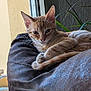 animal, cat, cozy, cushion, ears, feline, fur, ginger_cat, home, indoor, looking, pet, plant, relaxed, resting, soft_light, tail, texture, whiskers, window