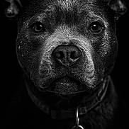 Uzzy participe au concours pour gagner de l'argent avec cette photo : dog, portrait, black_and_white, close_up, wet_fur, intense_eyes, collar, dramatic_lighting, animal, canine, face, texture, moody, studio_shot, black_background, pet, muzzle, expression, detailed, monochrome