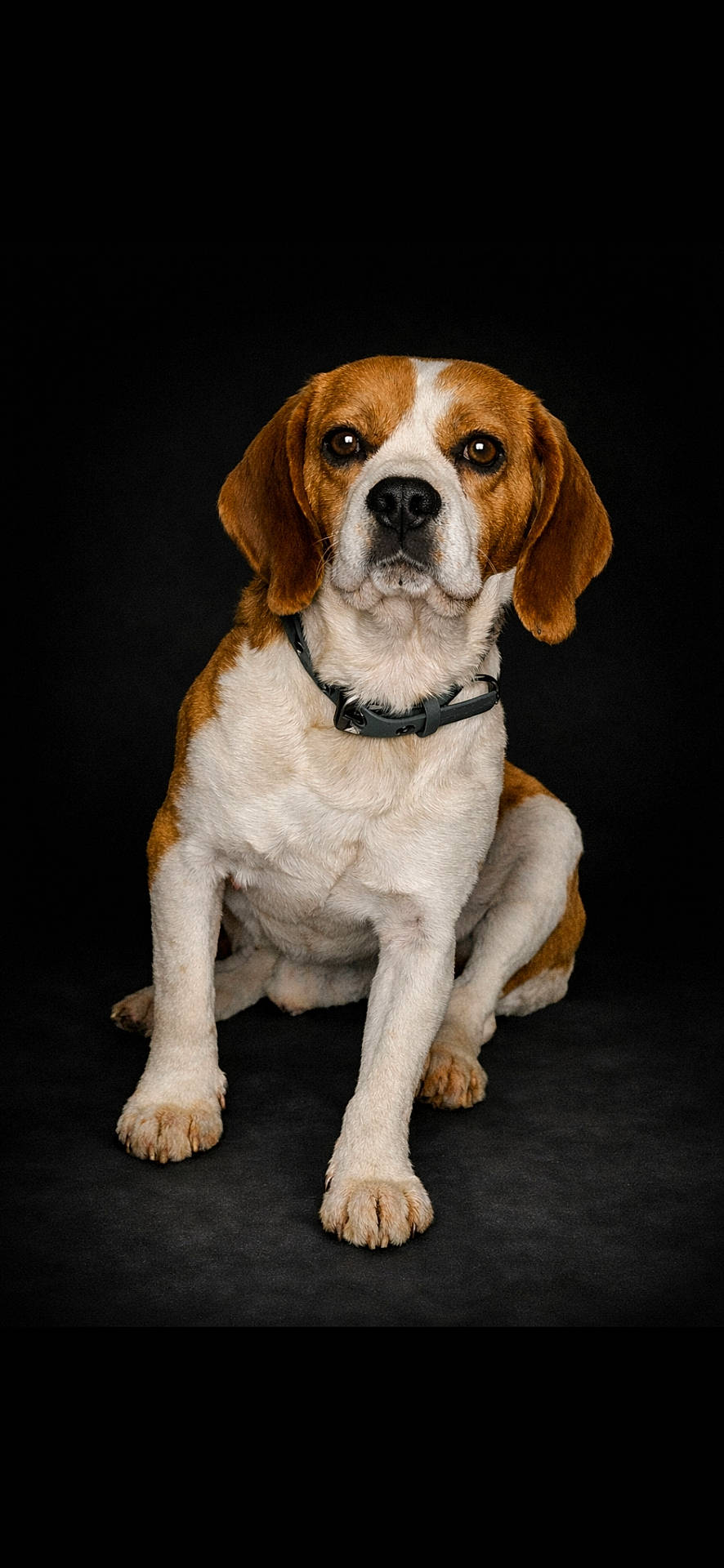 alert, animal, beagle, black_background, brown, canine, collar, companion, dog, domestic_animal, ears, fur, looking_at_camera, mammal, paw, pet, portrait, sitting, studio, white