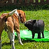 Rio participe au concours pour gagner de l'argent avec cette photo : dog, piglet, green_grass, backyard, wooden_fence, kiddie_pool, sunlight, outdoor, animal_interaction, pet, snout_touch, brown_dog, black_piglet, playful, summer, nature, grass, cute, animal_friendship, daytime
