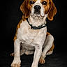 dog, beagle, pet, animal, sitting, portrait, brown, white, fur, collar, ears, paw, cute, domestic_animal, mammal, studio, black_background, looking_at_camera, canine, friendly
